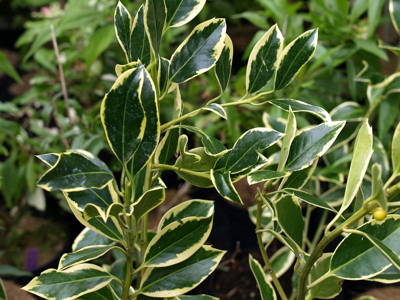 Ilex Belgica Aurea